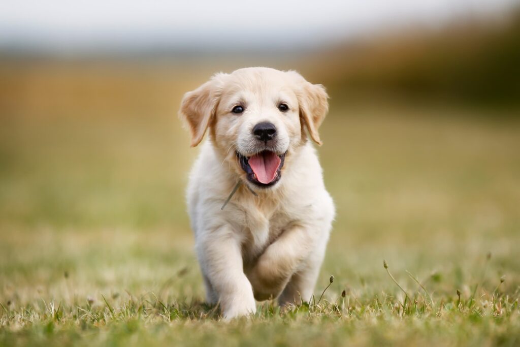 Dogs